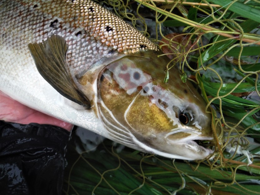 Harvest salmon for Francis Rundall
